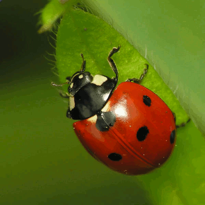 COCCIONELLA SEMPTEMPUNCTATA